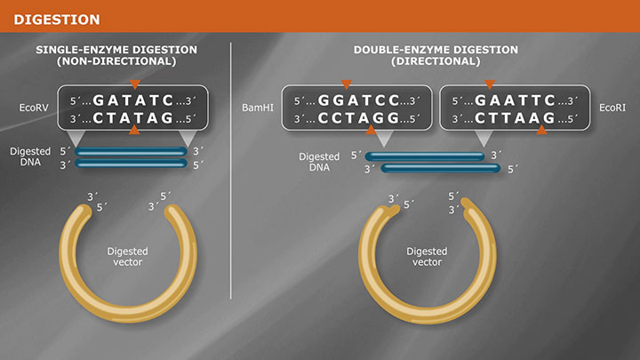 OverviewOfTraditionalCloning_720