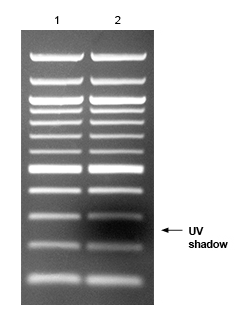 N0551_DNALadder_UVcomparison