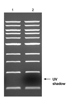 UV shadow comparison