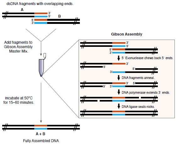 Overview of the Gibson Assembly Cloning Method