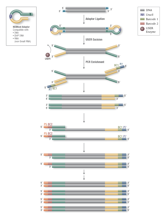 Dual Index Workflow