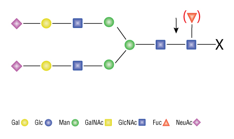 Endo F2 Specificity