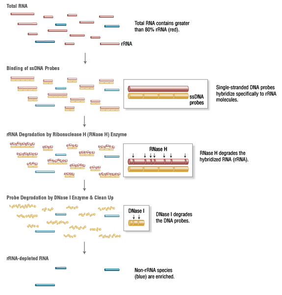 Figure 2. NEBNext rRNA Depletion Kit Workflow