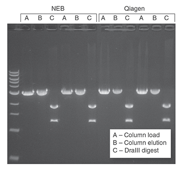 Monarch PCR & DNA Cleanup Kit (5 μg) performs equivalently to the leading supplier. Preps were performed according to recommended protocols. 1 μg of a 3 kb DNA fragment was incubated with 1 μM primers and OneTaq® Quick-Load® 2X Master Mix (NEB #M0486). DNA was eluted in 20 μl (NEB) and 40 μl (Qiagen) Elution Buffer. Half of the total elution volume was digested with 5 units of DraIII-HF® (NEB #R3510). The digest and the unused portion of the elution were resolved on a 1% w/v agarose gel along with a representative sample of the starting material.