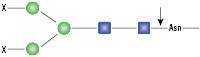 PNGase F is not able to cleave N-linked glycans from glycoproteins when the innermost GlcNAc residue is linked to an α1-3 Fucose residue (2). This modification is most commonly found in plant and some insect glycoproteins.