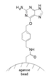 Figure 1.  Substrate structure on SNAP-Capture Pull Down Resin