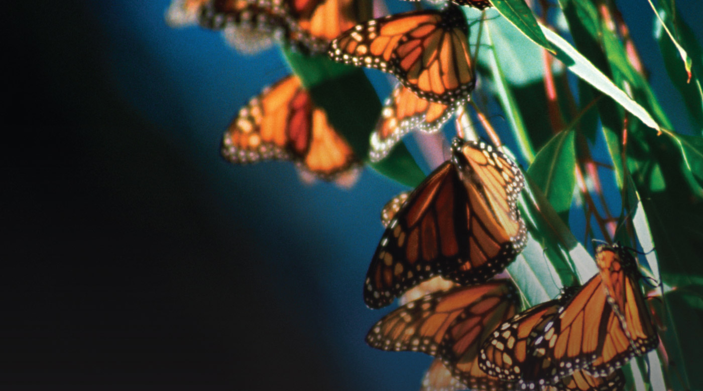 Monarch_Ad_MonarchLearnMore