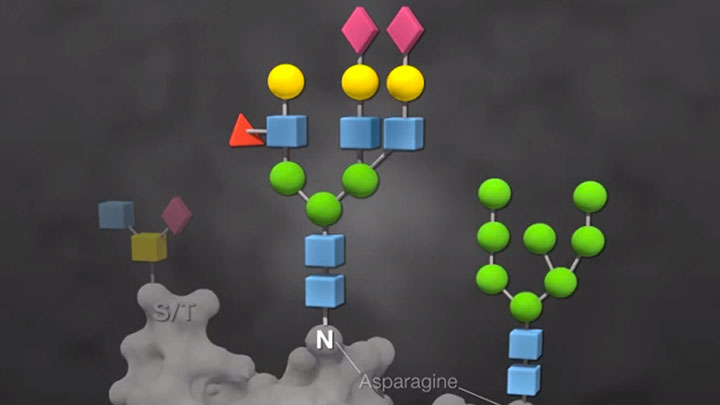 Glycobiology_Animation_thumb