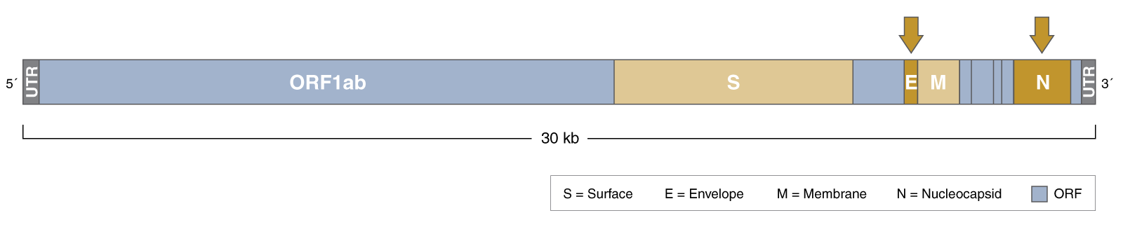  See all components in NEB’s SARS-CoV-2 Rapid Colorimetric LAMP Assay Kit
