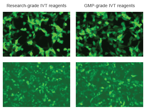 Fluorescent_GMPgradeComparison