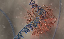 DNA Modifying Enzymes