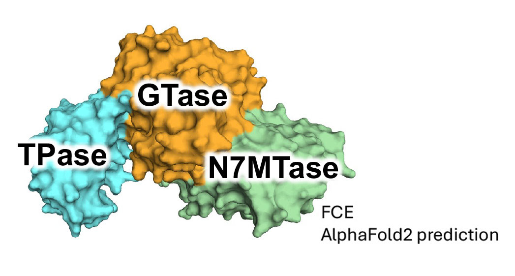 Model of a molecular structure with TPase subunit in blue, GTase subunit in orange and N7MTase subunit in green