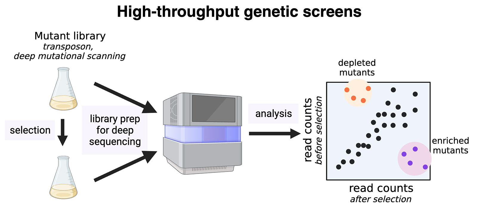 Diagram showing how genetic screens use mutant libraries and sequencing to find key mutants after selection.