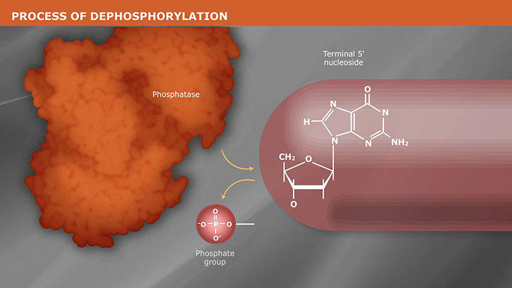 DephosphorylationVideo_thumb