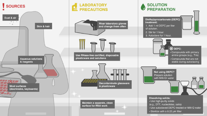 RNase_Contamination_Anim_720x405