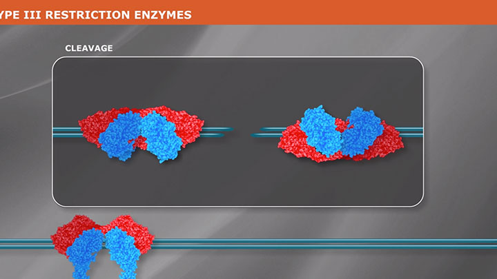 Type3_RE_Animation_Thumb