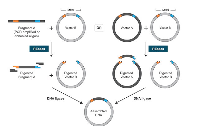 TraditionalCloningWorkflow_720
